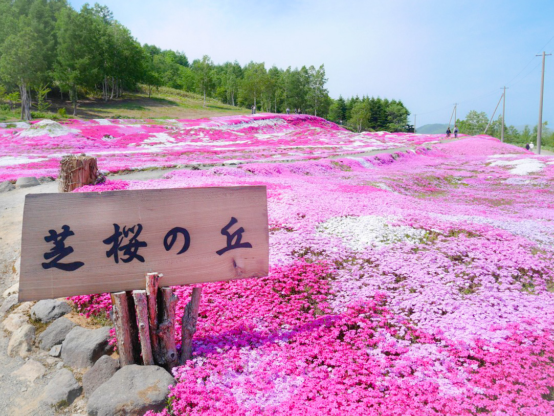 ビビットなピンクに染まる三島さんちの芝桜 | 北海道さんとわたし