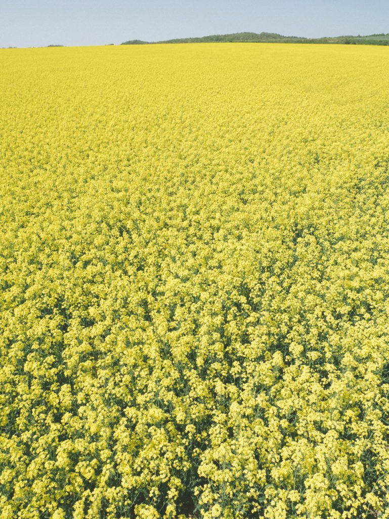 安平と菜の花畑の黄色い海 北海道さんとわたし