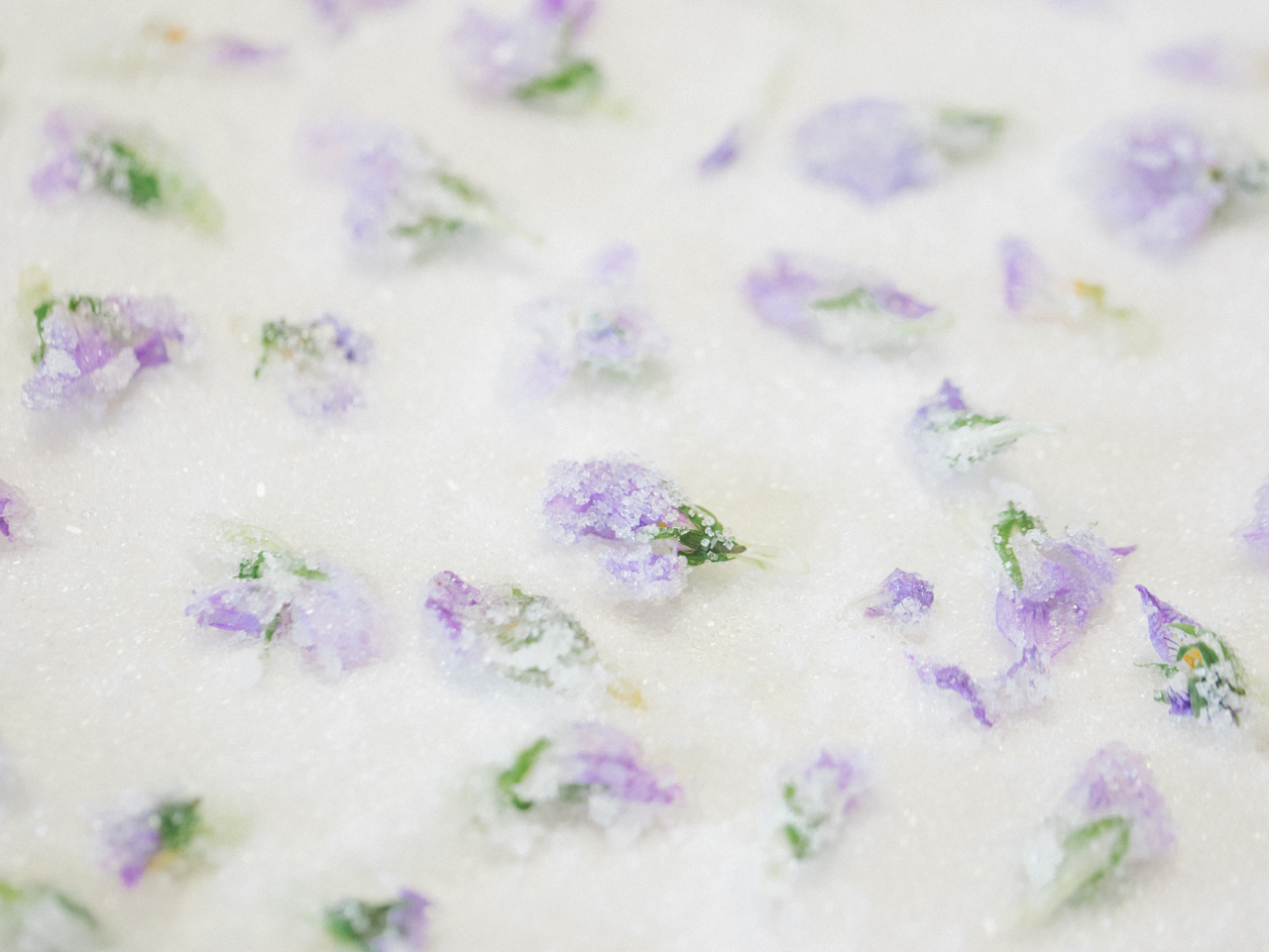 Crystallised Violets たちつぼすみれの砂糖漬けを作る日 北海道さんとわたし