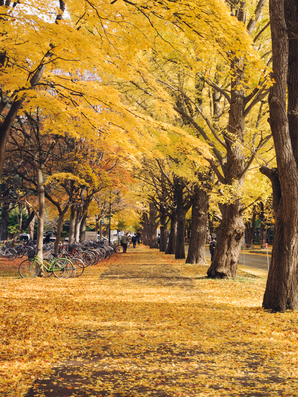 いつもの秋散歩 北大の紅葉を歩く 北海道さんとわたし