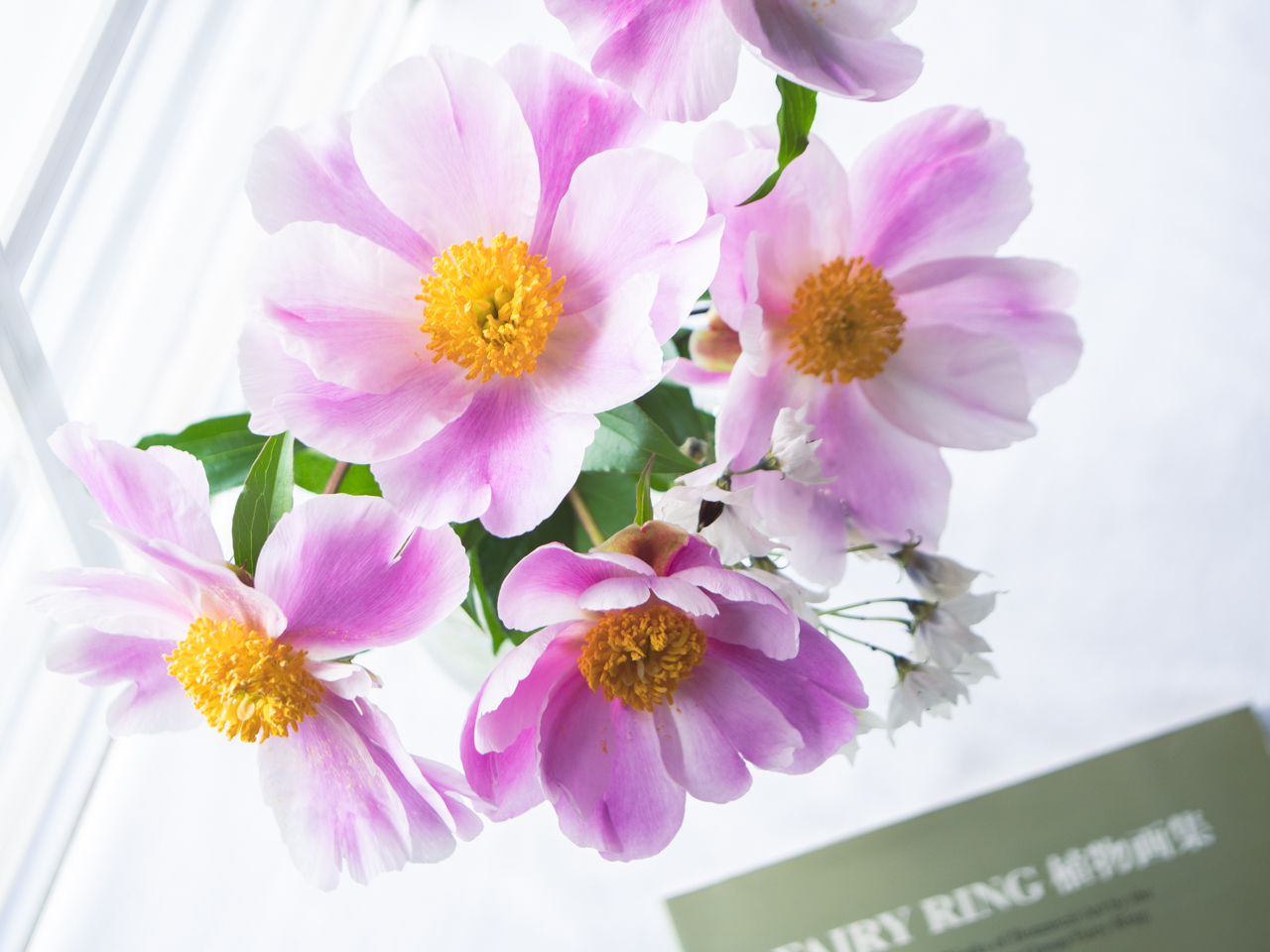 芍薬とじゃがいもの花の相性 北海道さんとわたし